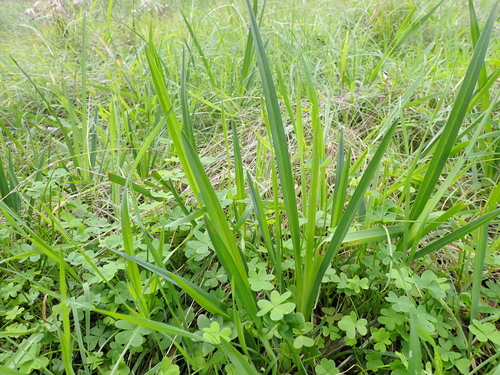 Image of Dianella amoena by (c) Nina Kerr, some rights reserved (CC BY)