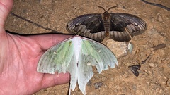 Actias gnoma