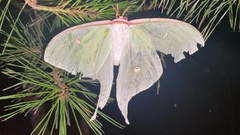 Actias gnoma