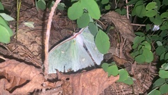 Actias gnoma