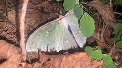 Actias gnoma