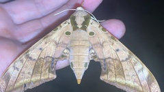 Ambulyx sericeipennis