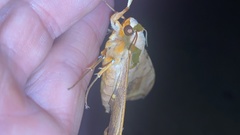 Ambulyx sericeipennis