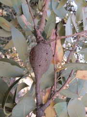 Protobalandricus spectabilis