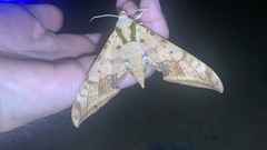 Ambulyx sericeipennis