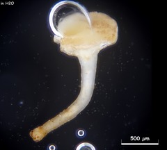 Hymenoscyphus dearnessii