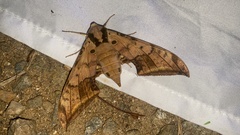 Ambulyx sericeipennis