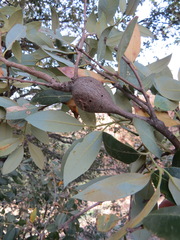 Protobalandricus spectabilis