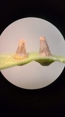 Caryomyia caminata