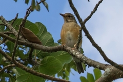 Turdus libonyana