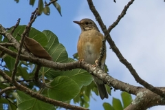 Turdus libonyana