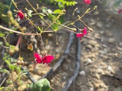 Boerhavia gracillima