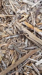 Leptoglossus zonatus