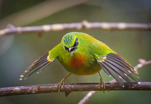 Fire-tailed Myzornis