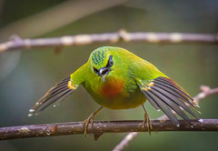 Fire-Tailed Myzornis photo 2