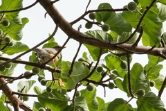 Turdus libonyana