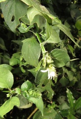 Isoglossa woodii