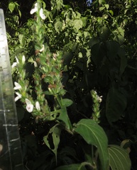 Isoglossa woodii