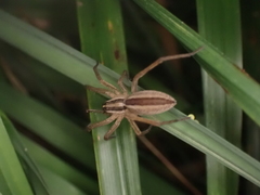 Rabidosa punctulata