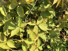 Rubus subsolanus