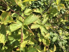 Rubus subsolanus