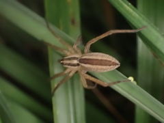 Rabidosa punctulata