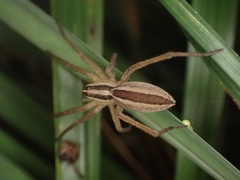 Rabidosa punctulata