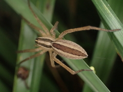 Rabidosa punctulata