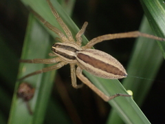 Rabidosa punctulata
