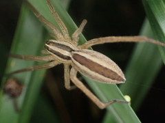Rabidosa punctulata