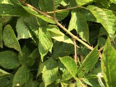 Rubus subsolanus