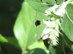 Isoglossa woodii