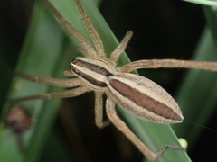 Rabidosa punctulata