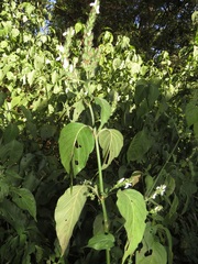 Isoglossa woodii