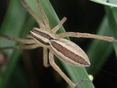 Rabidosa punctulata