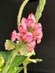 Stachytarpheta mutabilis