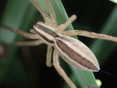 Rabidosa punctulata
