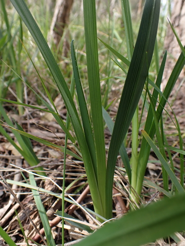 Image of Dianella amoena by (c) Nina Kerr, some rights reserved (CC BY)