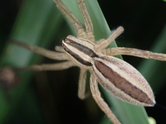 Rabidosa punctulata