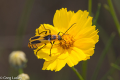 Chauliognathus scutellaris
