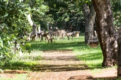 Papio ursinus griseipes