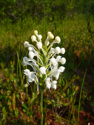 Platanthera blephariglottis
