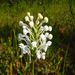 White-fringed Orchid - Photo (c) JodBot, some rights reserved (CC BY-NC-SA)