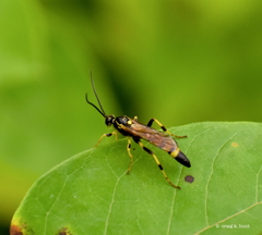 Ichneumon annulatorius