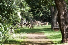 Papio ursinus griseipes