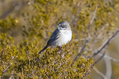 Artemisiospiza nevadensis