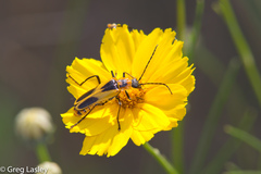 Chauliognathus scutellaris