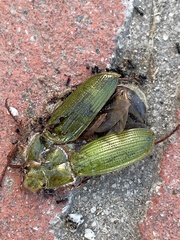 Xylonichus eucalypti