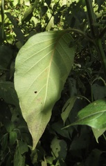 Isoglossa woodii