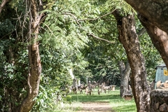 Papio ursinus griseipes